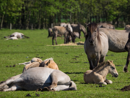 wild horsesの写真素材
