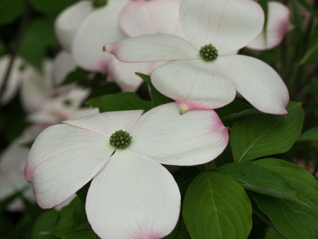 fruehlingの写真素材