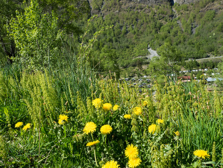 greenの写真素材