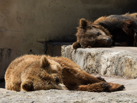 bearの写真素材