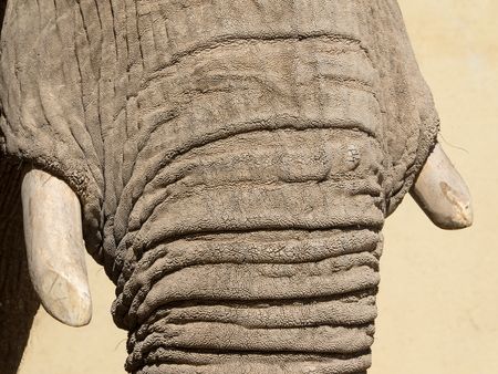 elephantの写真素材