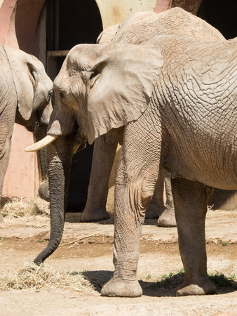 Elephants