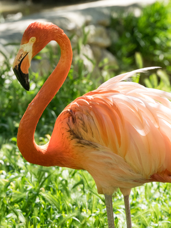 flamingoの写真素材