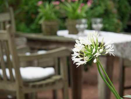 in the gardenの写真素材