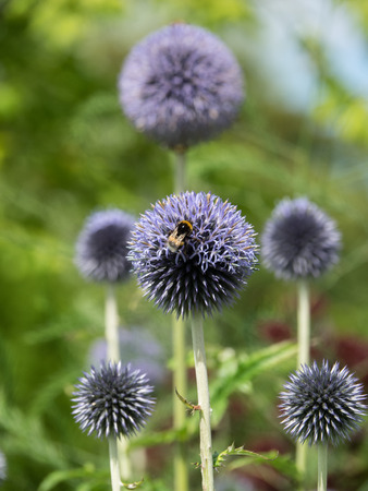 flower gardeningの写真素材