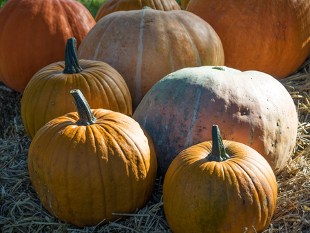 pumpkins