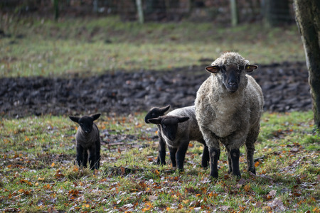 many sheepの写真素材