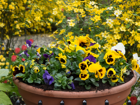 flowersの写真素材