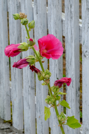 Flower on fenceの写真素材