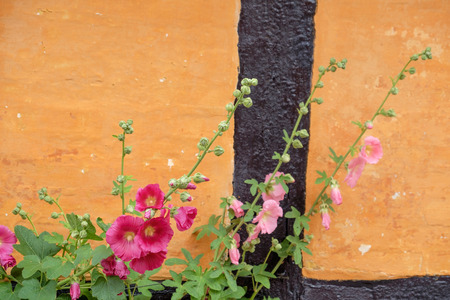 Flowers on bornholmの写真素材