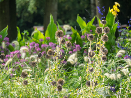 Flowers in a parkの写真素材