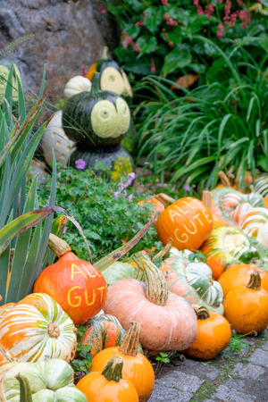 pumpkinの写真素材