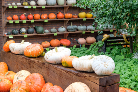 pumpkinの写真素材