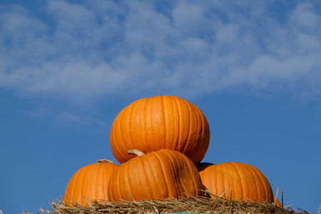 pumpkinの写真素材