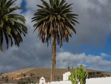 Palm treesの写真素材