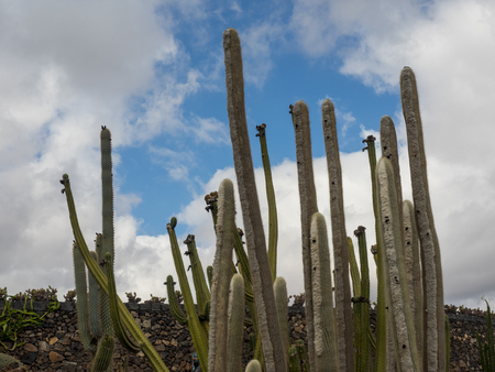 cactiの写真素材