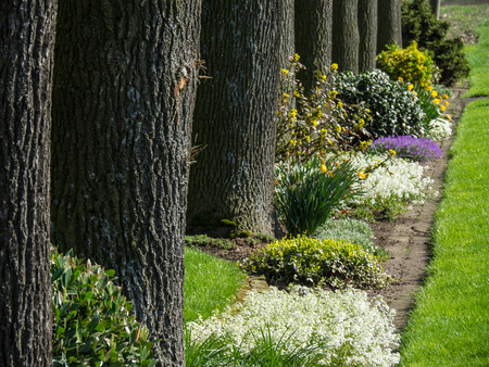 flowers and treesの写真素材