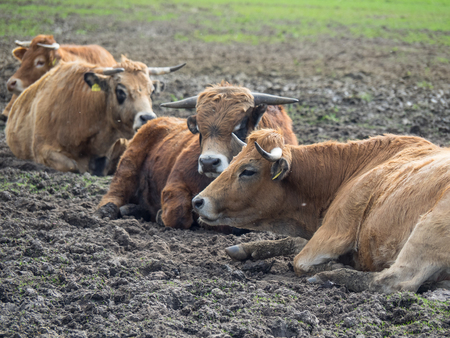 cowsの写真素材