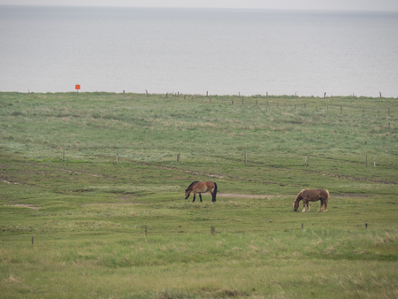 horses