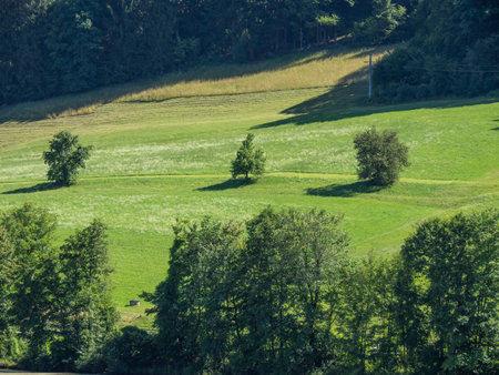 tree at the riverの写真素材