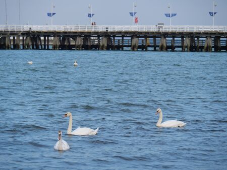 Bridge and swansの写真素材