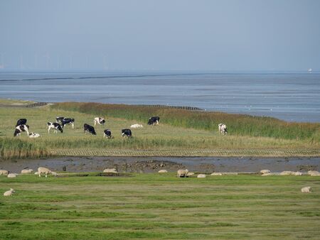 Cows in germany