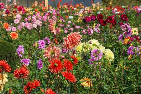 Dahlias