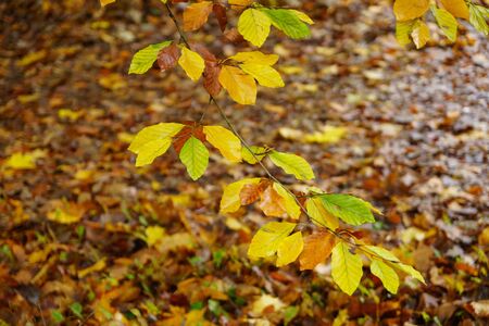 Autumn leaves