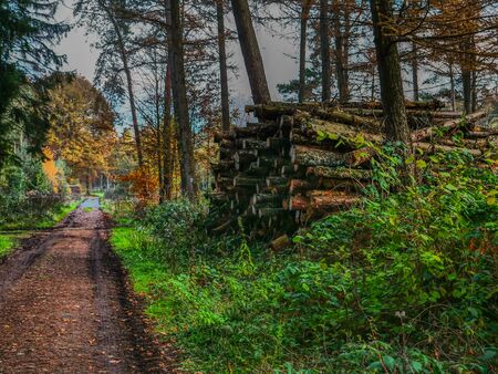Hiking in the forestの写真素材