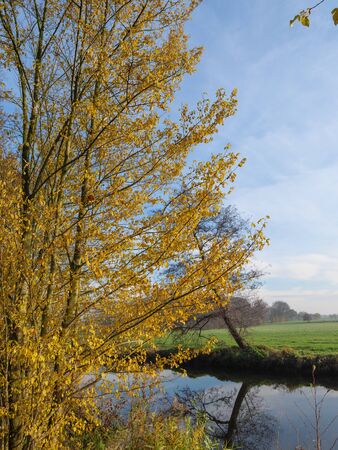 Tree on the riverの写真素材
