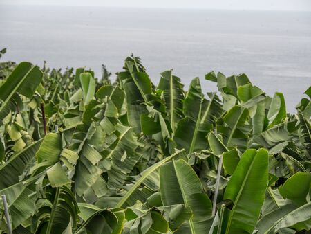 Bananas on la palmaの写真素材