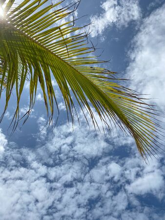 On the Caribbean beachの写真素材