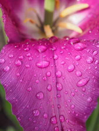 Flowers in the gardenの写真素材