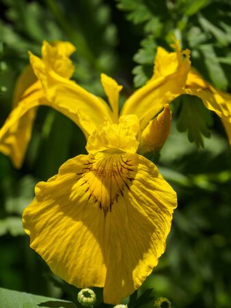 Summer in the gardenの写真素材