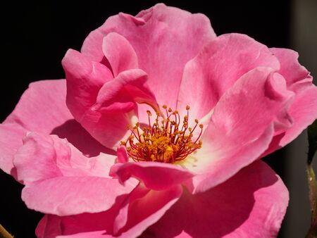 Summer in the gardenの写真素材