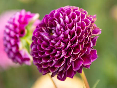 dahlias in a german gardenの写真素材