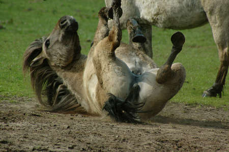 wild horses in germanyの写真素材