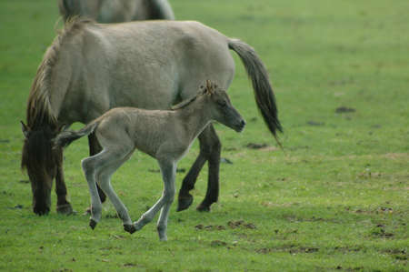 wild horses in germanyの写真素材