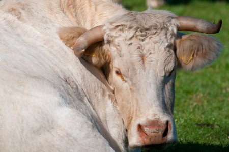 cows on a pastureの写真素材