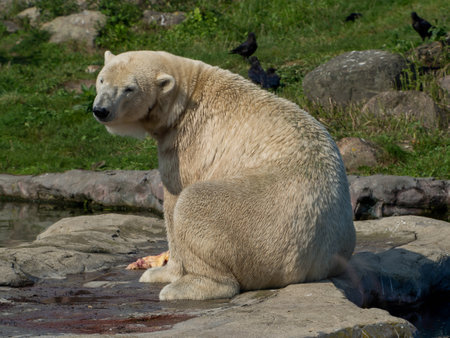 ice bear in the zooの写真素材