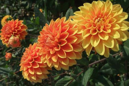 dahlias in the gardenの写真素材