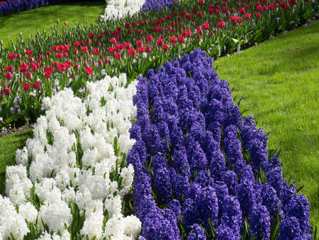spring time in the netherlandsの写真素材