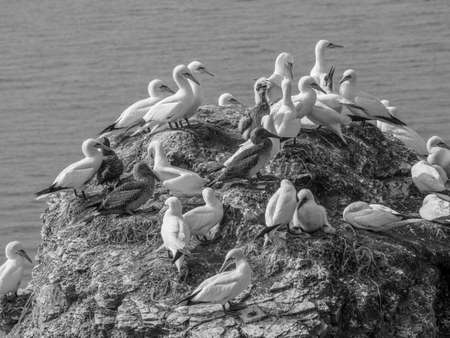 birds on an islandの写真素材