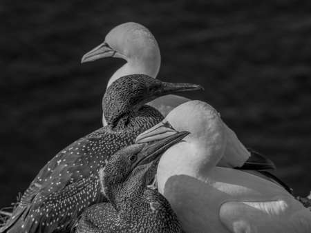 birds on an islandの写真素材