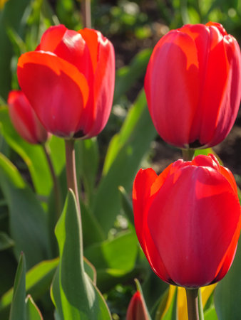Tulips in the gardenの写真素材