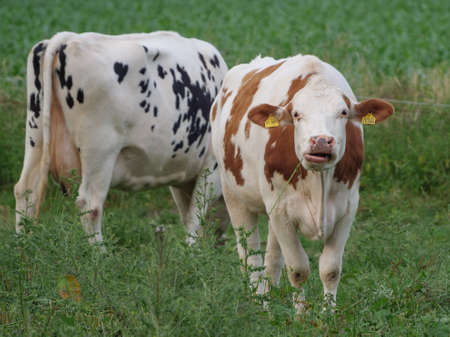 cows in westphalia