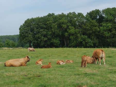 cows in westphaliaのeditorial素材