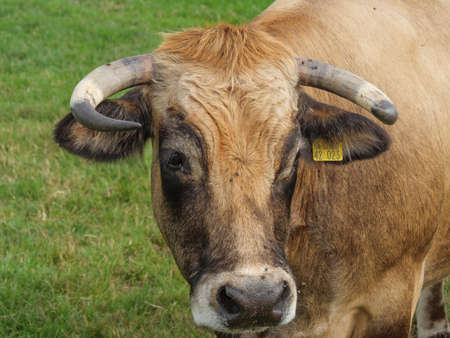 cows in westphaliaのeditorial素材