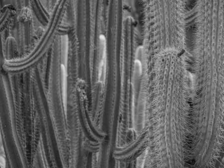 Lanzarote Islandの写真素材