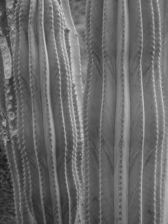 the island of Lanzaroteの写真素材